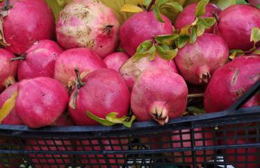 Secret Garden Τemeni - Foto 33