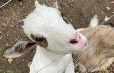 Gite de Claire Fontaine avec vue sur Monflanquin - Foto 21