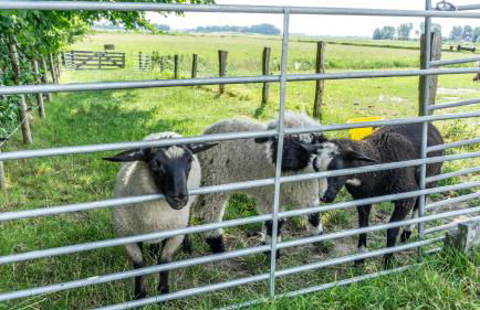 Ferienwohnung Amrum auf dem Holmhof - Foto 26