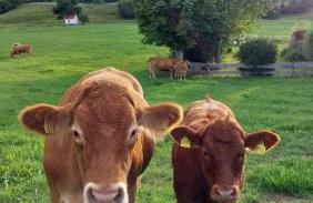 Ferienhaus auf dem Werteshof - Foto 16