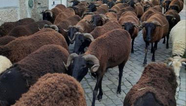 Anibals Boutique Lodging - Serra da Estrela - Foto 4