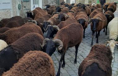 Anibals Boutique Lodging - Serra da Estrela - Foto 4