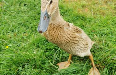 Glen Bay - 2 Bed Lodge on Friendly Farm Stay with Private Hot Tub - Foto 37