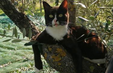 Il Podere di Sole - Foto 7