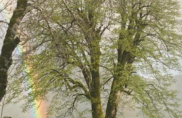 Gîte 4 personnes dans le Cantal Animaux bienvenus - Foto 17