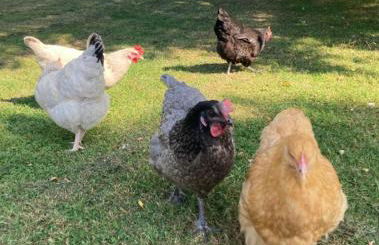 Whiskers and Woods Shepherd Hut - Foto 22