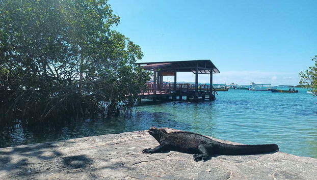 7-Day Tour of Isabela, Santa Cruz, & San Cristóbal Islands - Foto 4