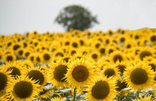 Logis La Tour - Gîte Orangerie - Foto 30