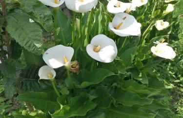 Antica Quercia Apartment - Photo 28