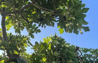 Agriturismo Il Giardino Degli Olivi Appartamenti - Foto 41