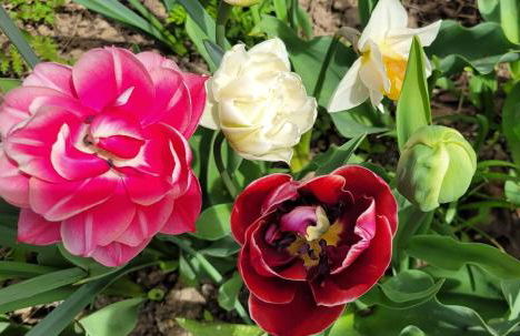 Ferienwohnung Gartenblick mit Terrasse - Foto 21