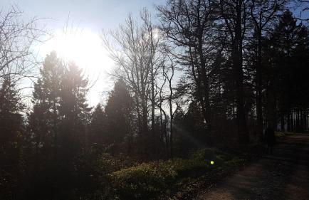 FeWo Harling - Waldoase - Foto 21