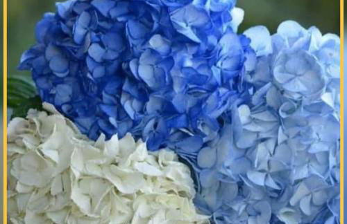 Herdade das Hortênsias - Foto 39