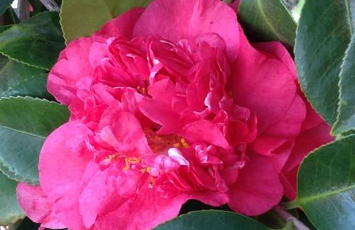 Casa da Rainha - Foto 7