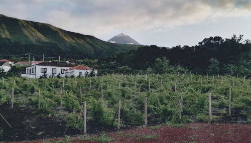 Casas do Baleeiro - Casa da Vinha - Photo 5, Garden, Garden view