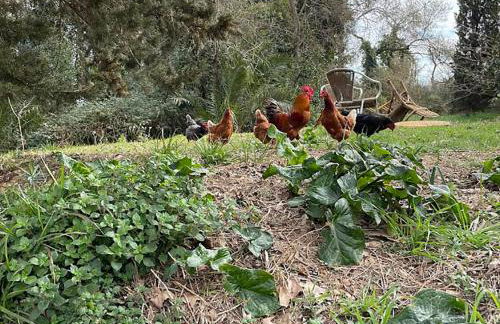 Can Còdol de Fluvià - Casita - Foto 31