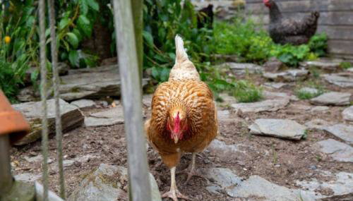 Sandy Cove Cottage - Foto 5