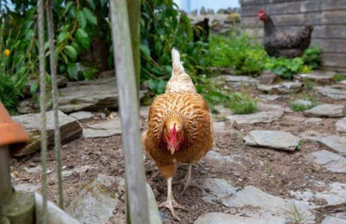 Sandy Cove Cottage - Foto 5