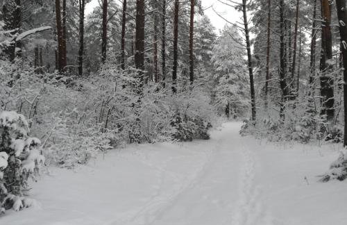 Podlaskie Żuczki - Foto 14