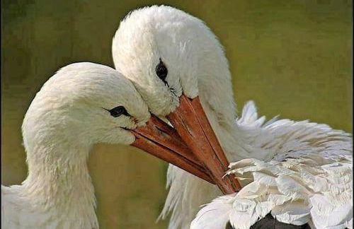 GÎTE **** L'ATELIER DU TONNELIER - Foto 18