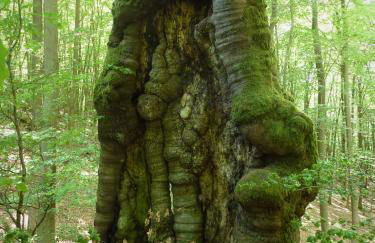 Ferienwohnungen Finke - Foto 53