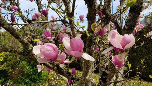 Gîte de France Les hortensias 3 épis - Gîte de France 2 personnes MAE-9614 - Foto 4