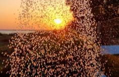 Modern elegant escape on the Ionian coast, near Ancient Olympia - Photo 34