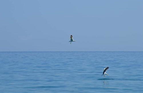 Leonidas Apartments and suites - Foto 34