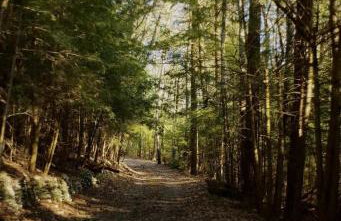 Woodside Cabin in Delaware Water Gap - Foto 34