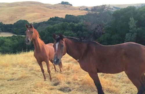 Charming Cottage Rental for a Fun-Filled Vacation in the San Francisco Bay Area, California - Foto 27