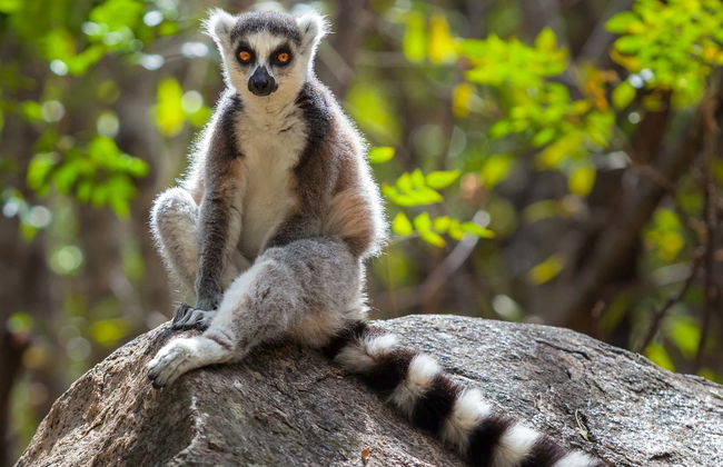 Escursione privata alle riserve di Analamazoatra e Vakona - Foto 2