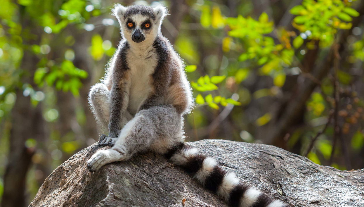 Lemurs of Madagascar Private Tour