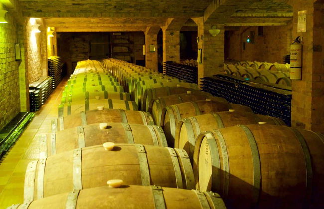 Visit to the Marques Villa de Leyva Vineyard - Foto 5