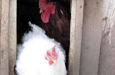 Log Casita Overlooking Pond and Waterfall near Taos, New Mexico - Foto 25