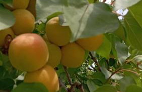 Aνεξάρτητη παραδοσιακή πέτρινη κατοικία - Foto 15