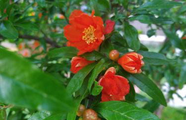 Sea and Garden - Foto 21