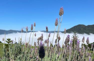 Cabana Efatah - Pousada Colina dos Ventos - Photo 23