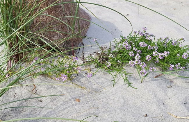 Meeresbrise Berolina Comfortable Holiday Residence - Foto 27