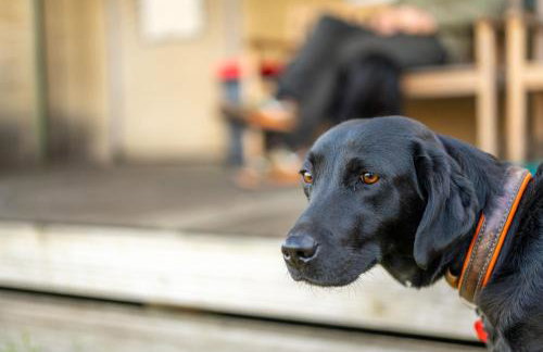 Swift - Sweffling Hall - Foto 24