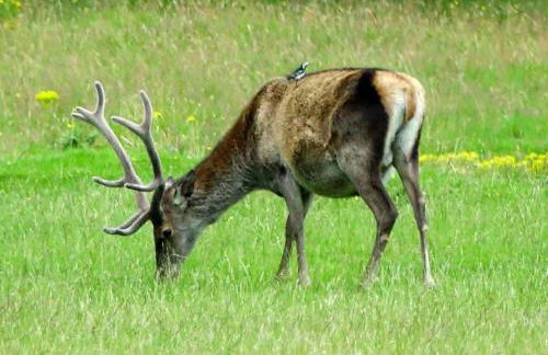 Ridgewood Apartment - Foto 21