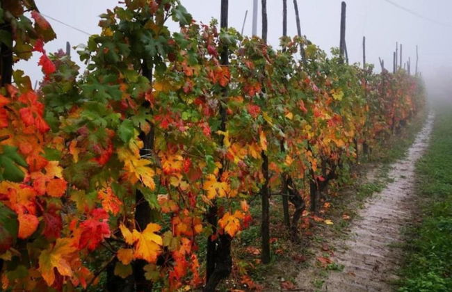 Mansion in Langhe With Pool and Winery Charm - Foto 35