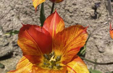 Lieu paisible et indépendant - Foto 27