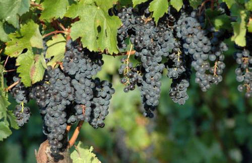 Casali del Picchio - Winery - Foto 38