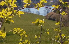 Ferienhaus " Silly " am schönen Listersee - Foto 22