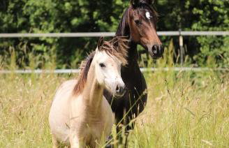 Hof Eichendiek Time Out Village - Foto 37