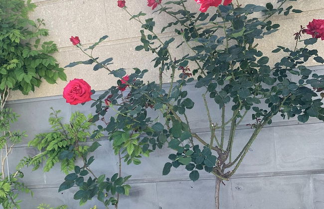 3 room apartment on Baghramyan - Foto 54