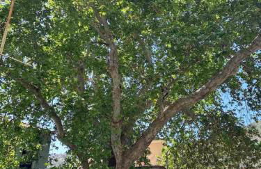 Cleos House - Foto 22