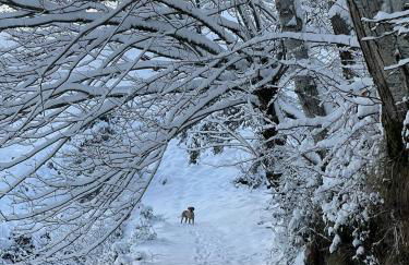 Ollar do Cido - Foto 56