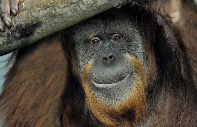 Bioparco di Roma Ticket - Photo 3