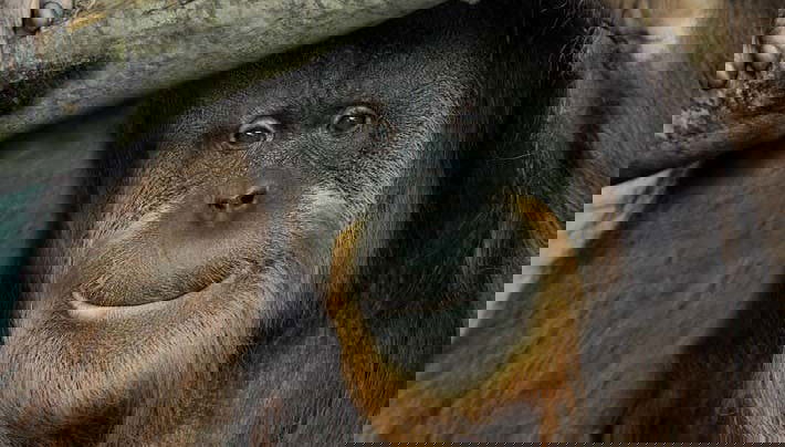 Entrada al Bioparco de Roma - Foto 3